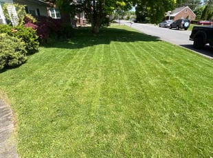 Conni G.'s lawn care service result