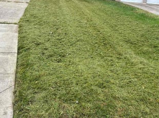 Sharena D.'s lawn care services service result