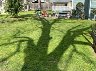 Suzanne S.'s turf care service result