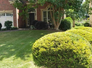 Brandon H.'s Bush Trimming service result