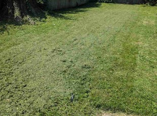 Christine F.'s lawn service service result