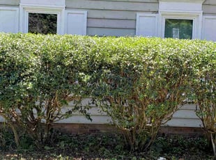 Sheila C.'s Bush Trimming service result