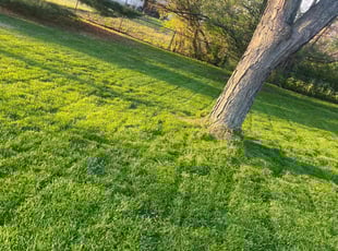 Flora V.'s lawn care services service result