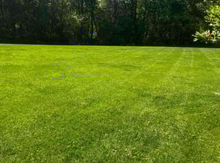 Meridith D.'s grass maintenance service result