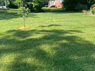Estrella M.'s turf care service result