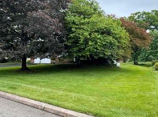 Angela W.'s turf care service result