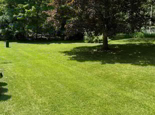 Stephanie M.'s grass maintenance service result