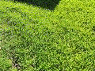 C. A.'s grass maintenance service result