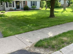 Polina C.'s grass cutting service result