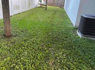 Chantal B.'s lawn care service result