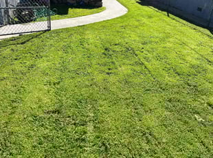 Ralph D.'s grass maintenance service result