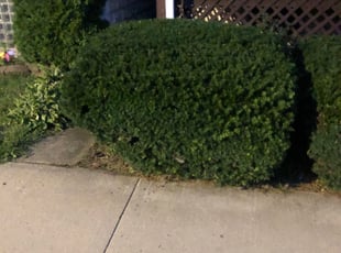 Joe M.'s Bush Trimming service result