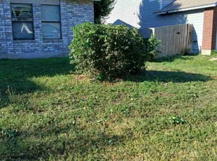 Emily L.'s Bush Trimming service result