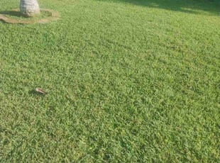 Patrick L.'s grass maintenance service result