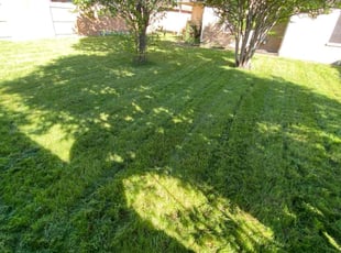 Tom D.'s lawn service service result
