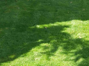 Danielle S.'s grass cutting service result