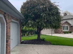Daniela A.'s Bush Trimming service result