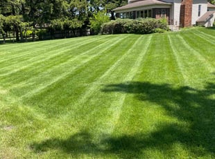 Kathleen D.'s turf maintenance service result