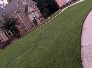 Pat S.'s turf maintenance service result