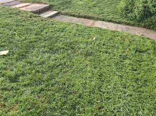 Karly S.'s grass cutting service result