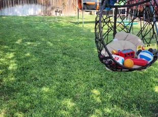 Tanika A.'s lawn care service result