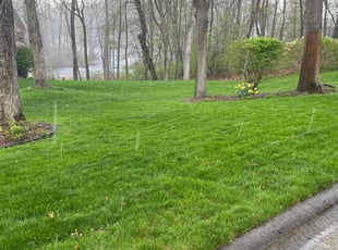 Megan C.'s grass cutting service result