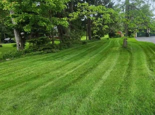 Daniel S.'s lawn care services service result