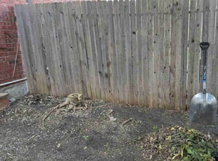 Mike F.'s Bush Trimming service result