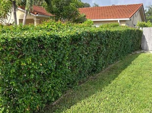 Ashley K.'s Bush Trimming service result