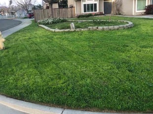 Constance A.'s lawn care service result