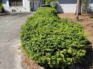Susan H.'s Bush Trimming service result