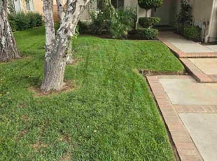 Ayyangar K.'s turf maintenance service result