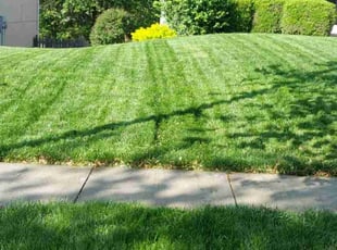 Albert R.'s grass cutting service result