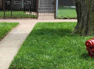 Aida A.'s turf care service result