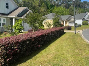 Jennifer P.'s turf care service result