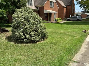 Roquel P.'s lawn care service result