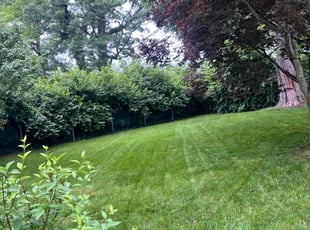 Dome L.'s lawn service service result
