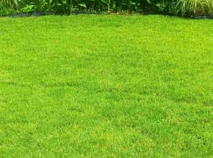 Jerry W.'s grass maintenance service result