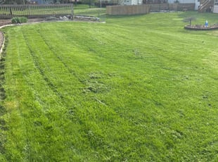 Quincy R.'s turf care service result