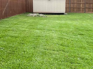 Steve B.'s turf care service result