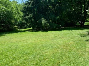 Tabitha H.'s grass cutting service result