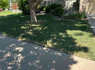 Ingram W.'s lawn maintenance service result