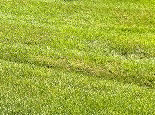 Marchell D.'s lawn care service result