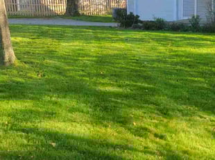 James K.'s turf care service result