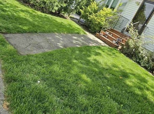 Joseph B.'s turf care service result