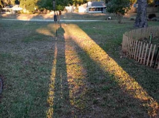 Vikas S.'s Leaf Removal service result