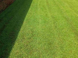 Sonja J.'s lawn care services service result