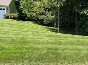 Ali A.'s grass maintenance service result