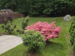 Michelle L.'s turf care service result