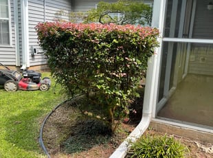 David D.'s Bush Trimming service result